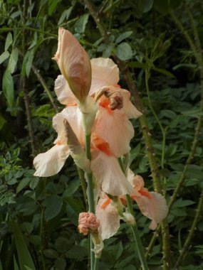 Horozlar veya irisler (Latin Iris)          