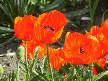 Oriental haşhaş (gelincik orientale)