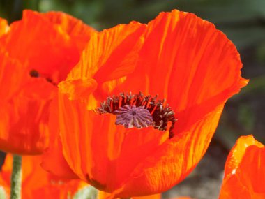 Oriental haşhaş (gelincik orientale)