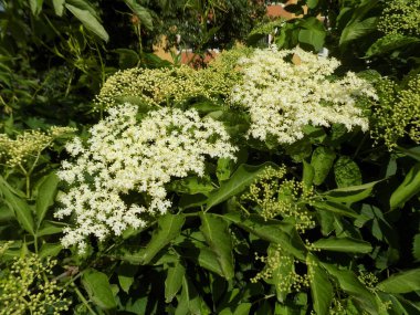 Siyah böğürtlen (Sambucus nigra L.; yerel isimler bozniak, elderberry, sambuk, ağaçsız)