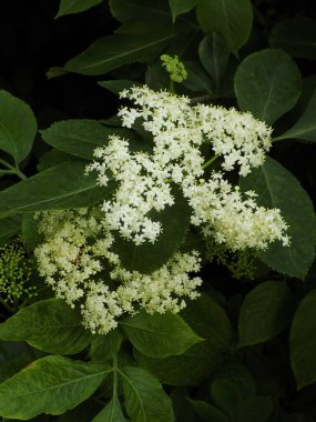 Siyah böğürtlen (Sambucus nigra L.; yerel isimler bozniak, elderberry, sambuk, ağaçsız)