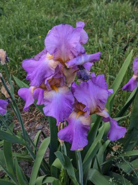  Horozlar veya irisler (Latin Iris)