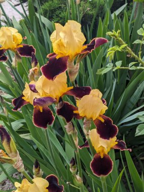  Horozlar veya irisler (Latin Iris)