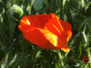 Oriental haşhaş (gelincik orientale)