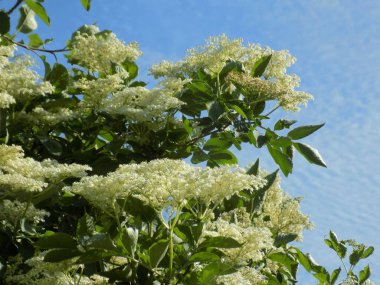Siyah böğürtlen (Sambucus nigra L.; yerel isimler bozniak, elderberry, sambuk, ağaçsız)