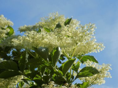 Siyah böğürtlen (Sambucus nigra L.; yerel isimler bozniak, elderberry, sambuk, ağaçsız)