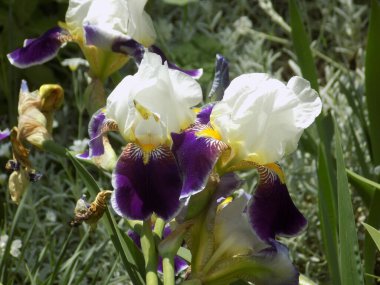  Horozlar veya irisler (Latin Iris)