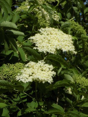 Siyah böğürtlen (Sambucus nigra L.; yerel isimler bozniak, elderberry, sambuk, ağaçsız)