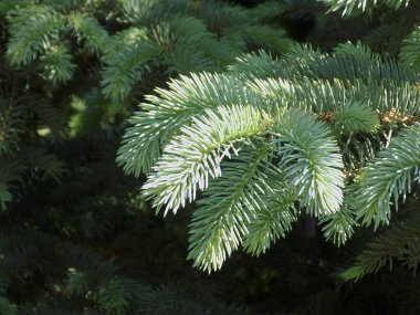 Spruce (Picea), çamgiller (Picea) familyasından bir kozalaklı ağaçtır..