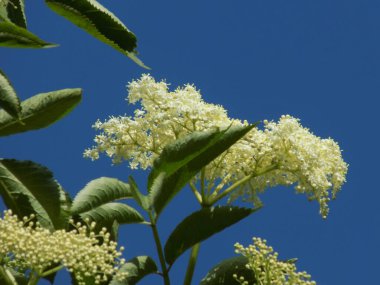 Siyah böğürtlen (Sambucus nigra L.; yerel isimler bozniak, elderberry, sambuk, ağaçsız)