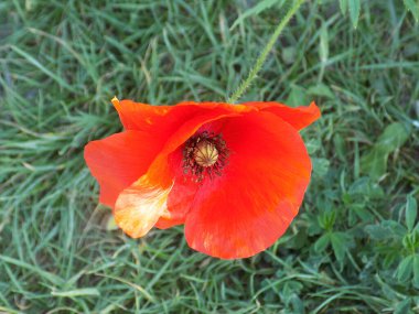 Oriental haşhaş (gelincik orientale)