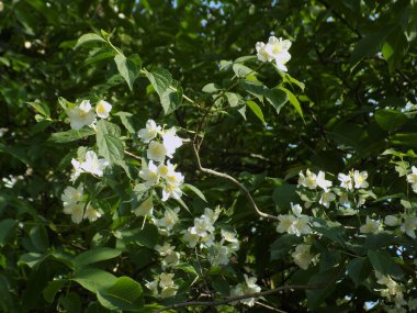 Yasmin, yasmin, yasmyn (eskimiş), zeytin familyasından bir bitki türü. Alaycı portakal (lat. Hughdelphus coronarius)                    
