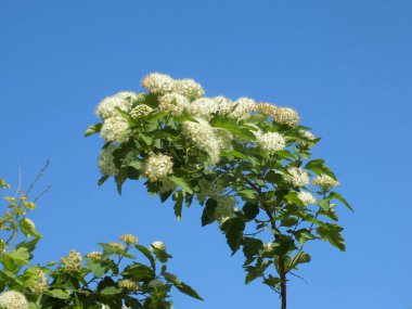 Viburnum yapraklı idrar kesesi otu, ayrıca viburnum-bırakılmış physocarpus (lat. Physocarpus opulifolius).