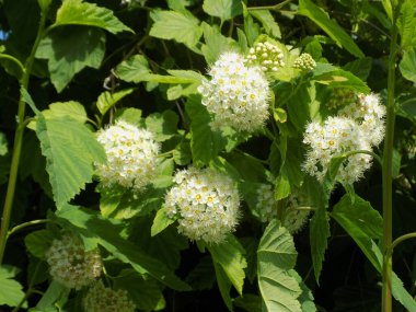 Viburnum-leaved bladderwort, also viburnum-leaved physocarpus (lat. Physocarpus opulifolius). clipart