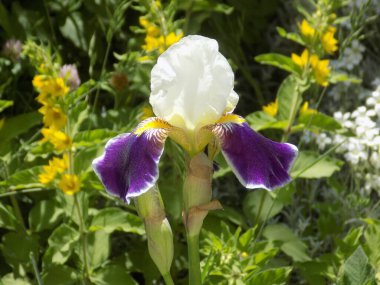  Horozlar veya irisler (Latin Iris)