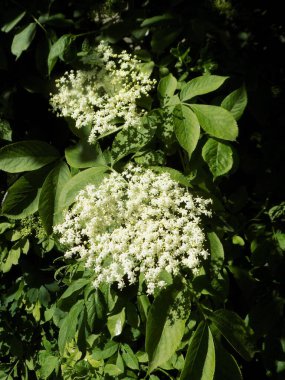 Siyah böğürtlen (Sambucus nigra L.; yerel isimler bozniak, elderberry, sambuk, ağaçsız)        
