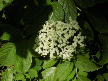 Siyah böğürtlen (Sambucus nigra L.; yerel isimler bozniak, elderberry, sambuk, ağaçsız)        