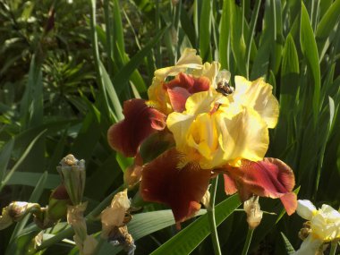  Horozlar veya irisler (Latin Iris)