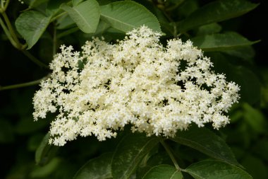 Siyah böğürtlen (Sambucus nigra L.; yerel isimler bozniak, elderberry, sambuk, ağaçsız)
