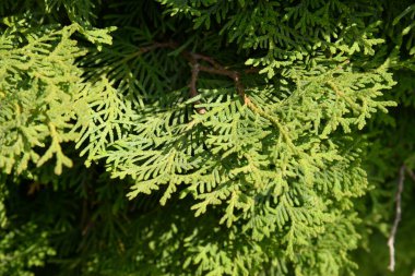 Thuja is a genus of evergreen coniferous trees and shrubs of the cypress family  