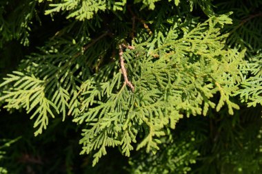 Thuja is a genus of evergreen coniferous trees and shrubs of the cypress family  