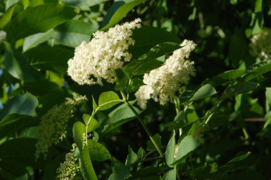 Siyah böğürtlen (Sambucus nigra L.; yerel isimler bozniak, elderberry, sambuk, ağaçsız)