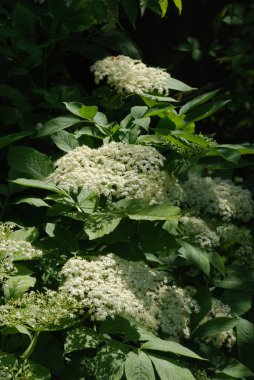 Siyah böğürtlen (Sambucus nigra L.; yerel isimler bozniak, elderberry, sambuk, ağaçsız)