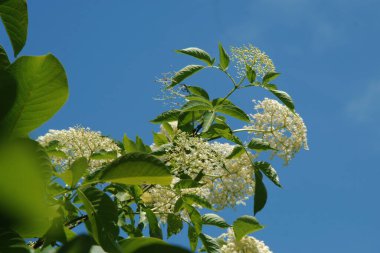Siyah böğürtlen (Sambucus nigra L.; yerel isimler bozniak, elderberry, sambuk, ağaçsız)