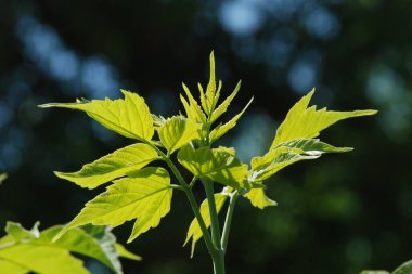 Şeker Akçaağaç (Acer sakarum Marsh.)