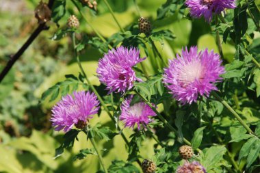 Alp makinası (Aster alpinus)