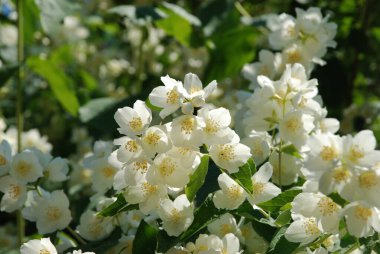 Yasmin, yasmin, yasmyn (eskimiş), zeytin familyasından bir bitki türü. Alaycı portakal (lat. Hughdelphus coronarius) 