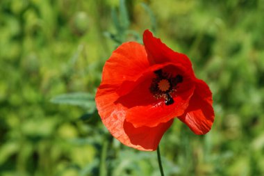 Oriental haşhaş (gelincik orientale)