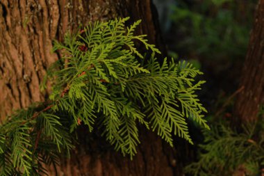 Thuja is a genus of evergreen coniferous trees and shrubs of the cypress family  