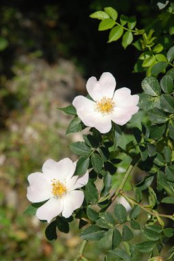 Common rosehip, or dog rose,jasmin, yasmyn (obsolete), is a genus of evergreen shrubs from the olive family.Mock orange