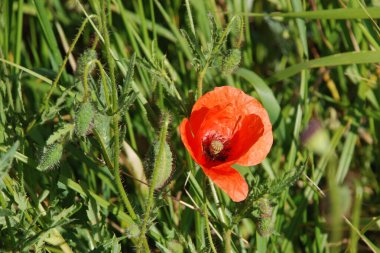 Oriental haşhaş (gelincik orientale)