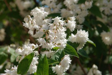  Stylus, veya Deutzia (Deutzia) 