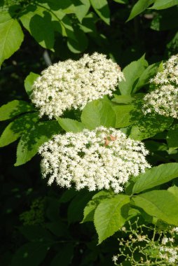 Siyah böğürtlen (Sambucus nigra L.; yerel isimler bozniak, elderberry, sambuk, ağaçsız)