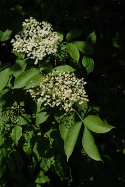 Siyah böğürtlen (Sambucus nigra L.; yerel isimler bozniak, elderberry, sambuk, ağaçsız)