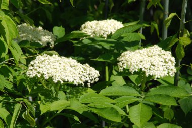 Siyah böğürtlen (Sambucus nigra L.; yerel isimler bozniak, elderberry, sambuk, ağaçsız)