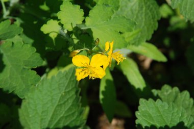 Chelidonium majus L., gelincik familyasından tek tür olan Papaveraceae 'dir.