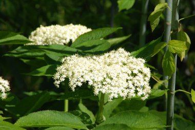 Siyah böğürtlen (Sambucus nigra L.; yerel isimler bozniak, elderberry, sambuk, ağaçsız)