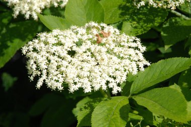 Siyah böğürtlen (Sambucus nigra L.; yerel isimler bozniak, elderberry, sambuk, ağaçsız)