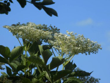 Siyah böğürtlen (Sambucus nigra L.; yerel isimler bozniak, elderberry, sambuk, ağaçsız)