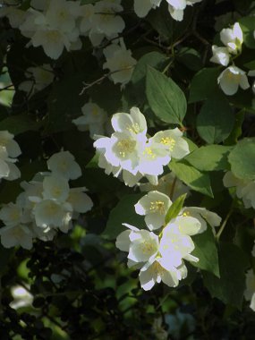 Yasmin, yasmin, yasmyn (eskimiş), zeytin familyasından bir bitki türü. Alaycı portakal (lat. Hughdelphus coronarius)           