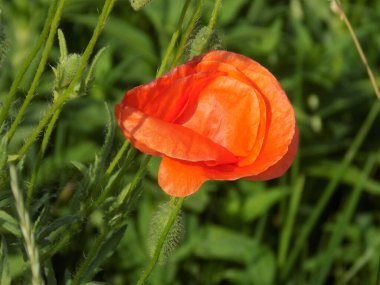 Oriental haşhaş (gelincik orientale)