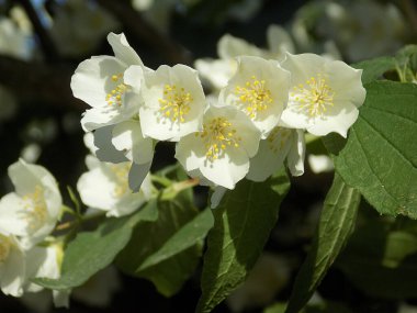 Yasmin, yasmin, yasmyn (eskimiş), zeytin familyasından bir bitki türü. Alaycı portakal (lat. Hughdelphus coronarius)           