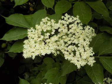 Siyah böğürtlen (Sambucus nigra L.; yerel isimler bozniak, elderberry, sambuk, ağaçsız)