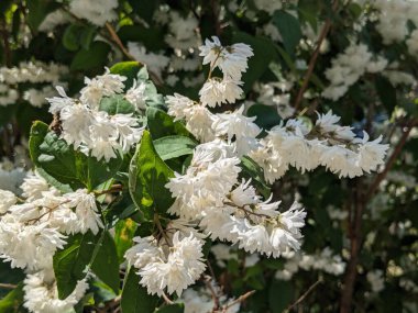  Stylus, veya Deutzia (Deutzia) 