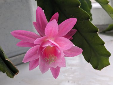  Epiphyllum (Epiphyllum) epifitik kaktüsün bir cinsidir..