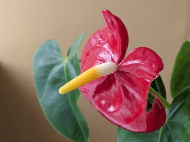 Anthurium (Anthrium), Araceae familyasından bir bitki cinsidir..